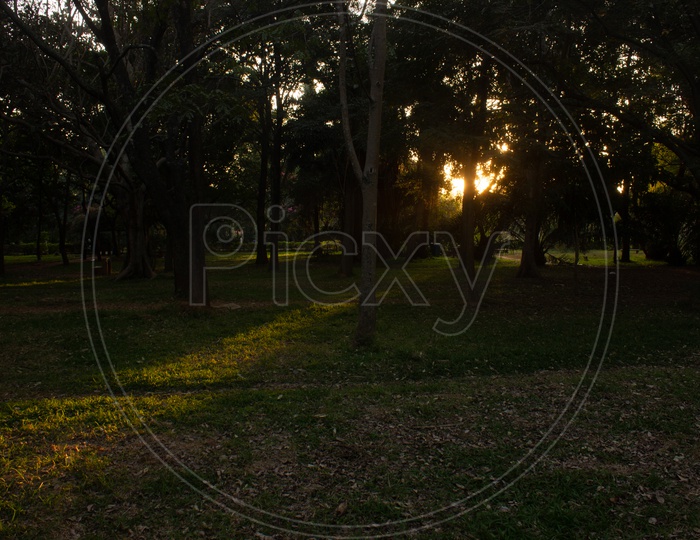 Golden Sunrays Falling through a Tree in a Park