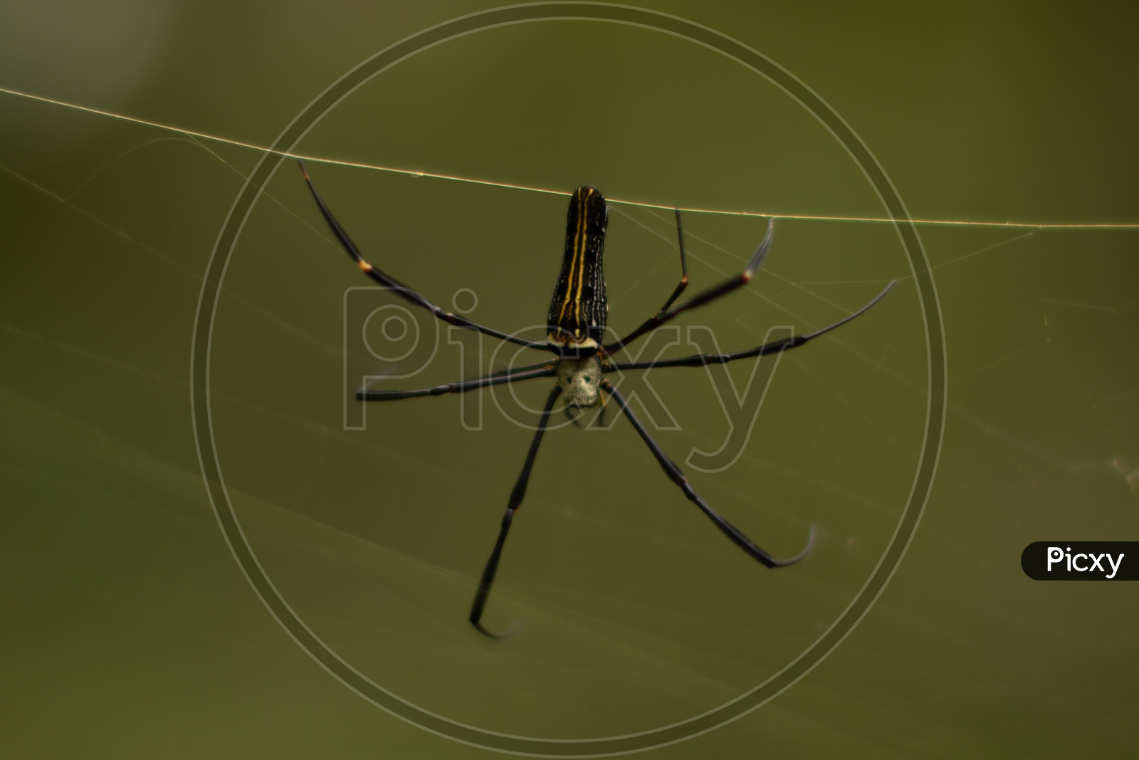 A Black Spider on its Web Closeup Shot