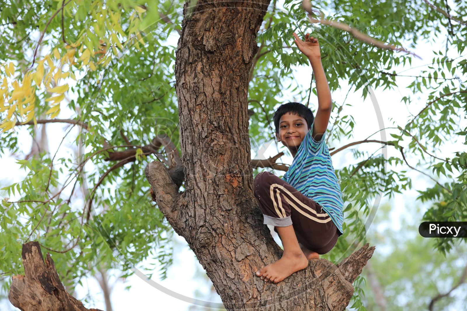 Rural Indian Child on Tree