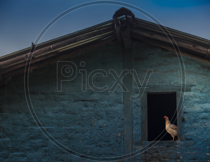 Indian Hen Standing On a Window Of a House