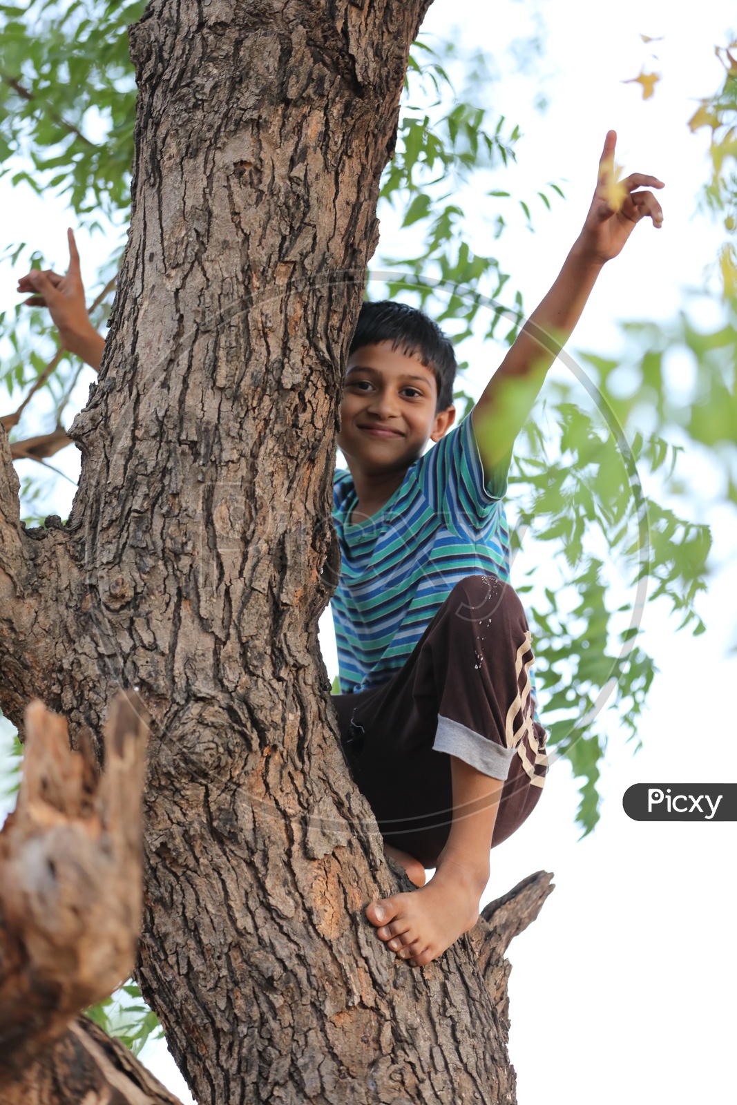 Rural Indian Child on Tree