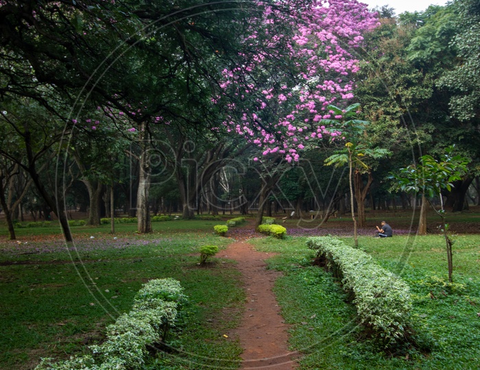 A Naturally Formed  Foot Pathway in Cubbon Park