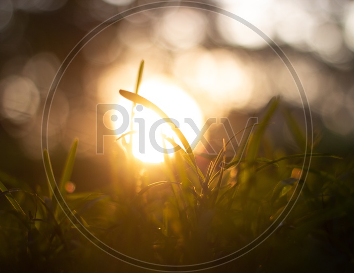 Garden Grass Closeup Shot With a Sun Bokeh in Background