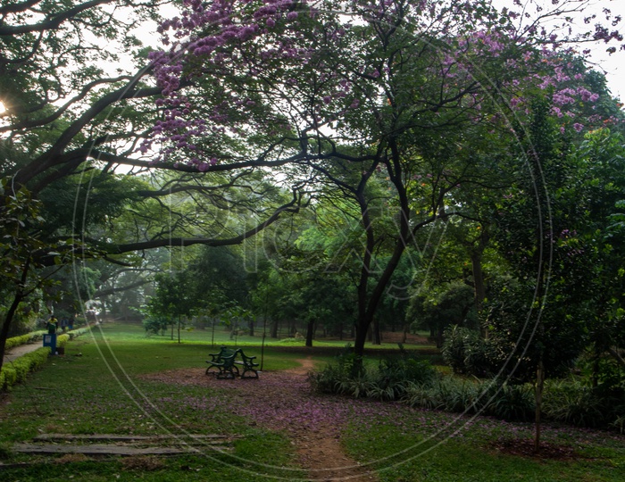 A Naturally Formed  Foot Pathway in Cubbon Park
