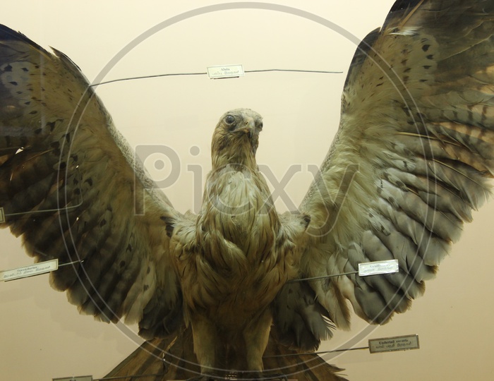 Museums Specimen  of an Eagle in Government Museum Chennai
