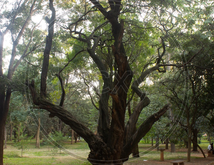 A Stone Bench Shaped Around a tree in Cubbon Park