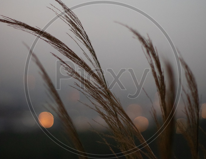 Golden Brown Grass Closeup Shot With City lights Bokeh Forming a Background