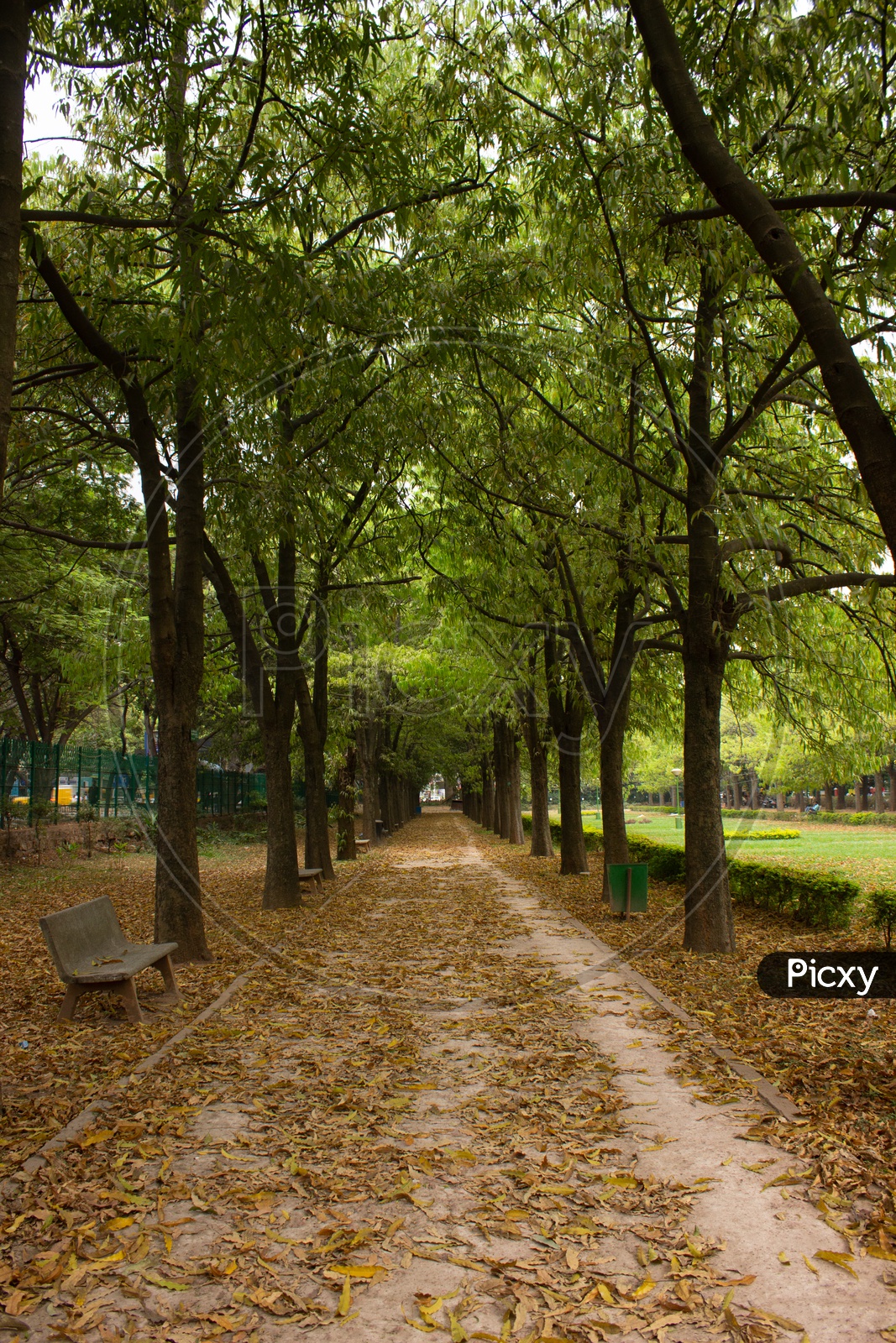 Pathways In Cubbon Park With Trees on Both Sides Of the lane