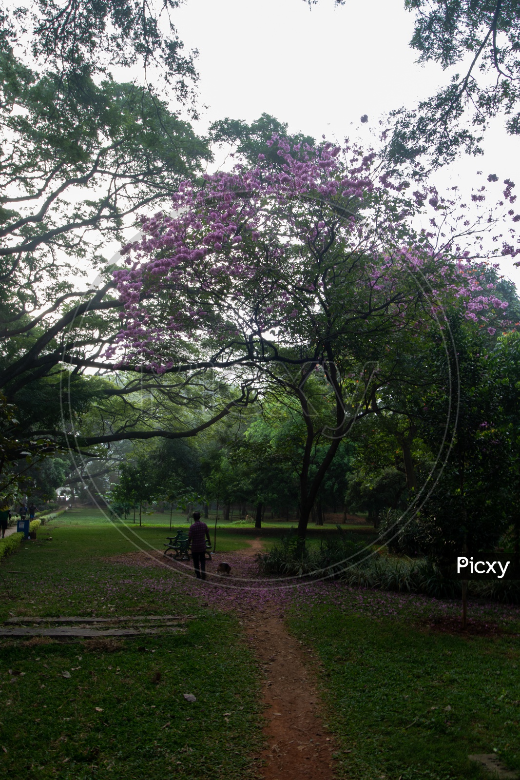 A Man Walking Along a naturally Formed Foot  Pathway in Cubbon Park