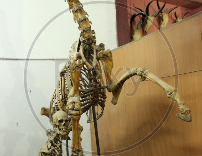 Dinosaur Skeleton / Tyrnnousaurus Rex in Government Museum Chennai