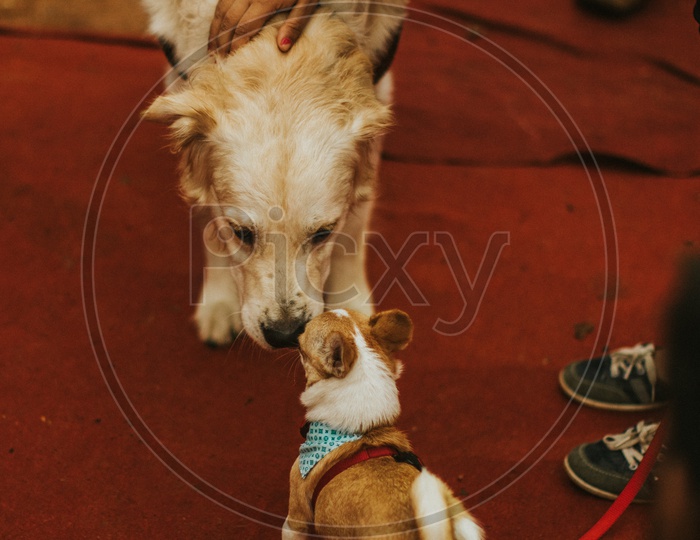 Basenji  Dog in a Dog Show / Pet Show