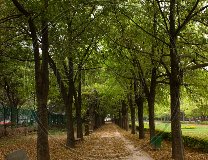 Pathways in park with Benches Along both sides and Trees along Both Sides
