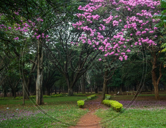A Naturally Formed Foot Pathways In Cubbon park