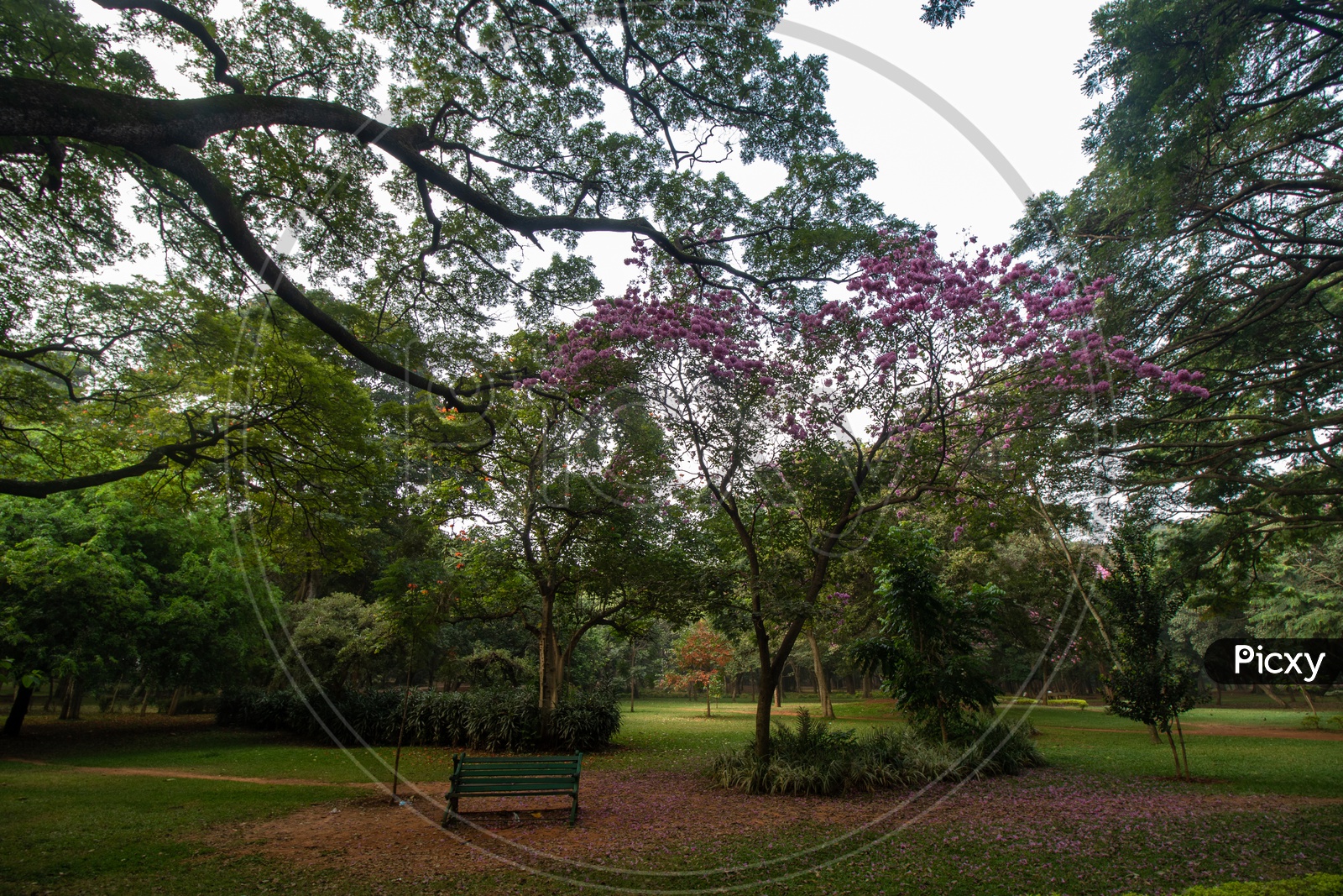 A Alone Bench in Cubbon Park