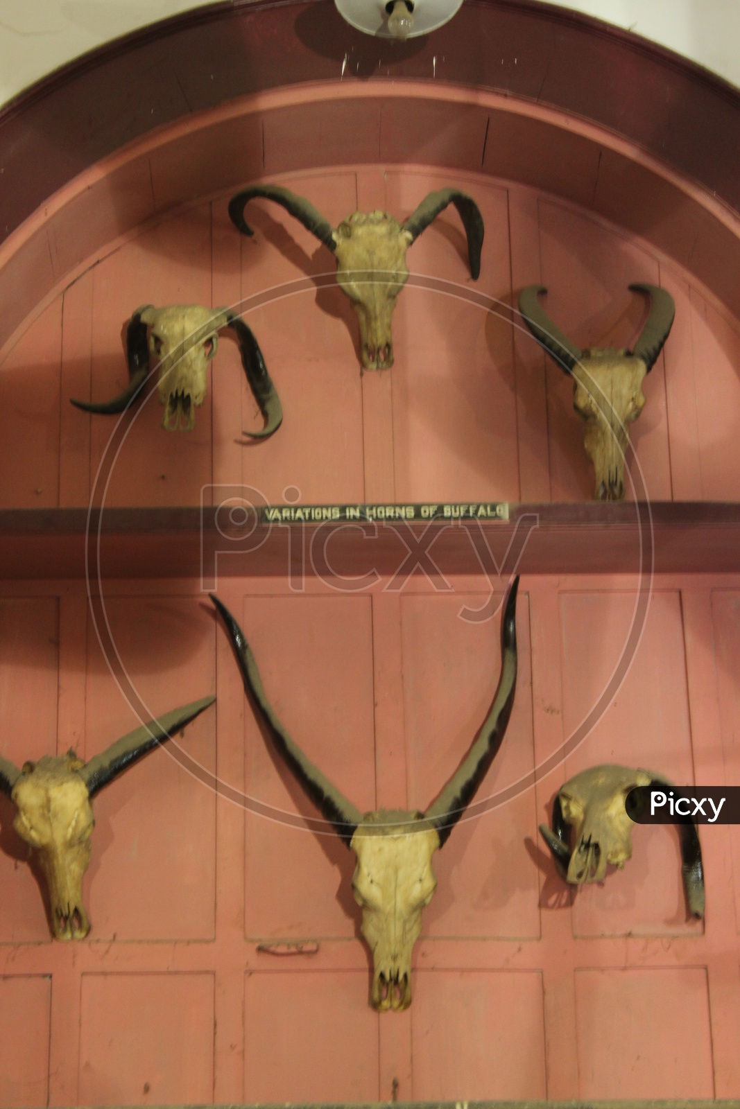 Variations of horns of buffalo