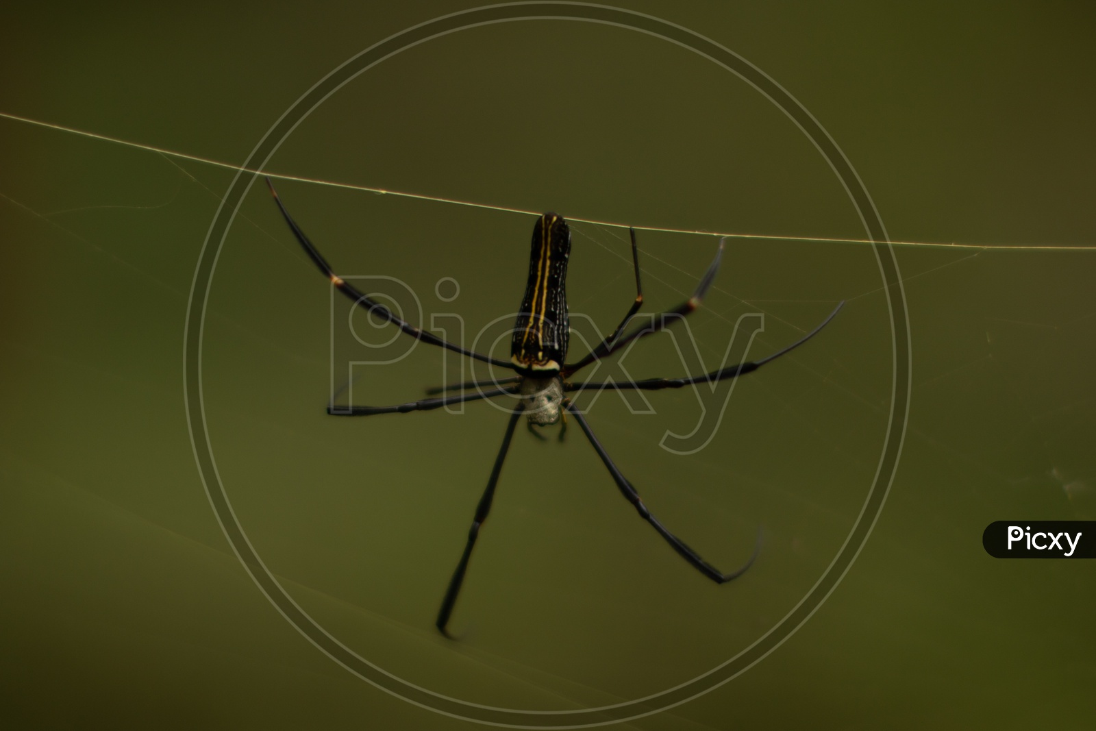 A Black Spider on its Web Closeup Shot