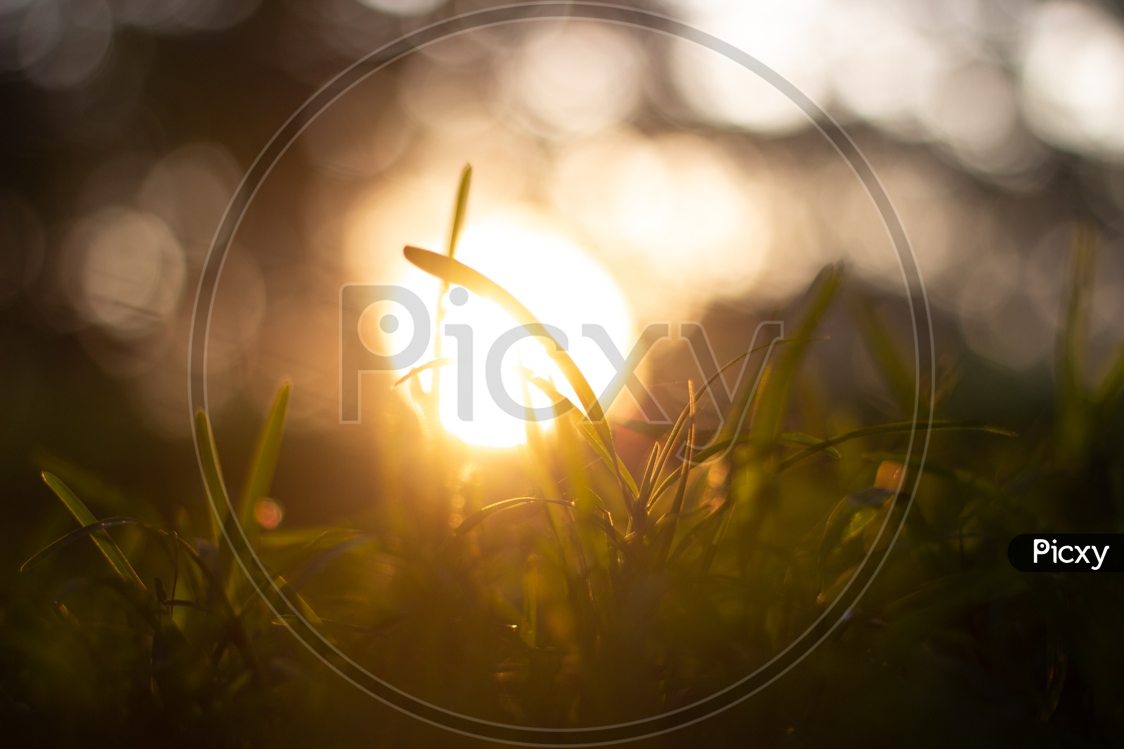 Garden Grass Closeup Shot With a Sun Bokeh in Background