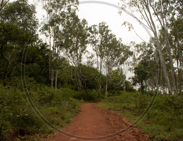 Naturally Formed Foot pathways in Forests