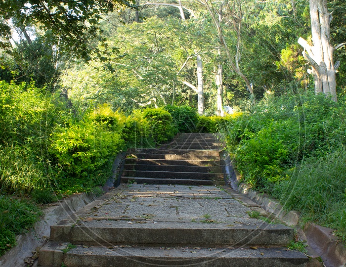 Beautiful Path along the Nature