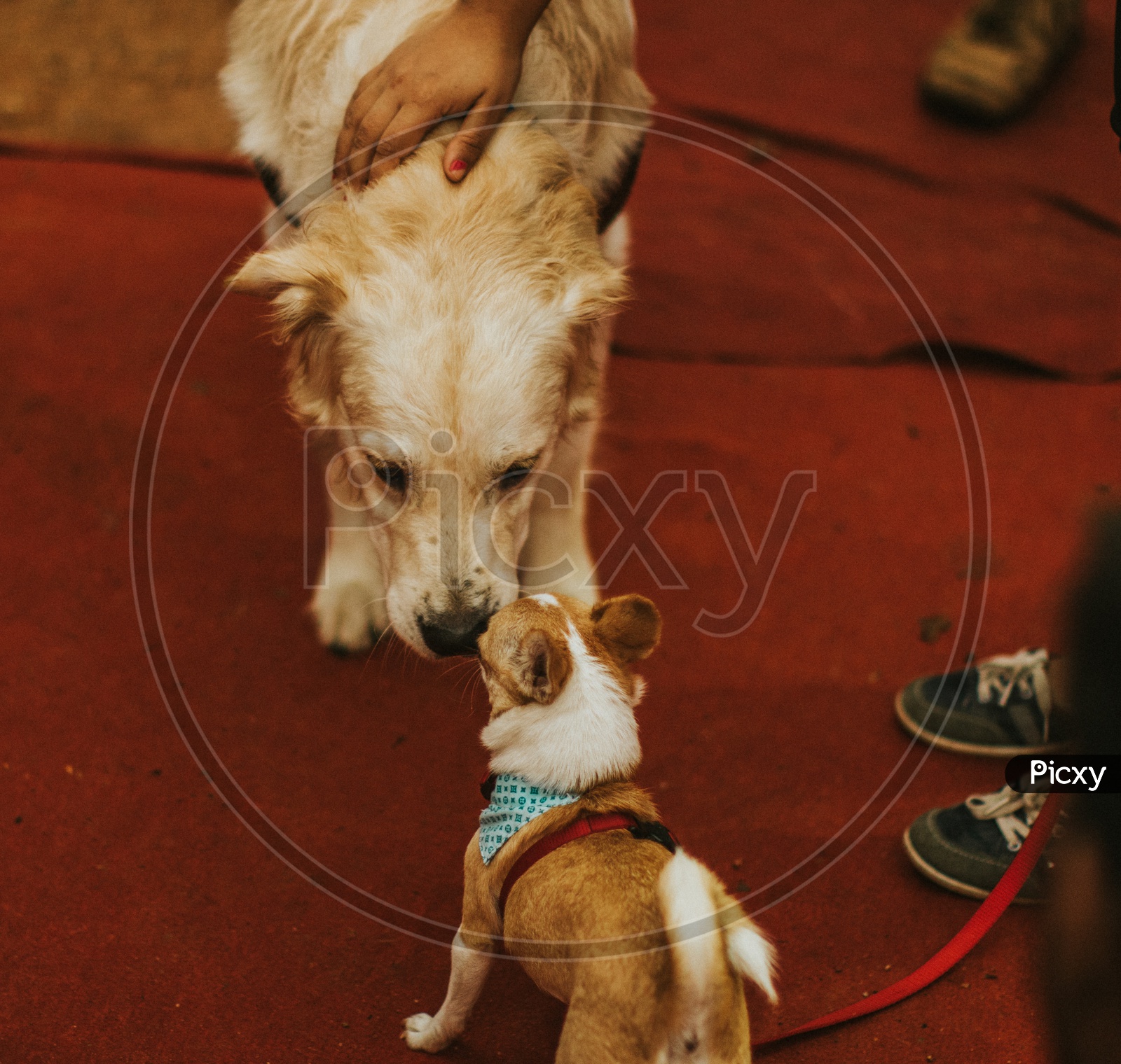 Basenji  Dog in a Dog Show / Pet Show