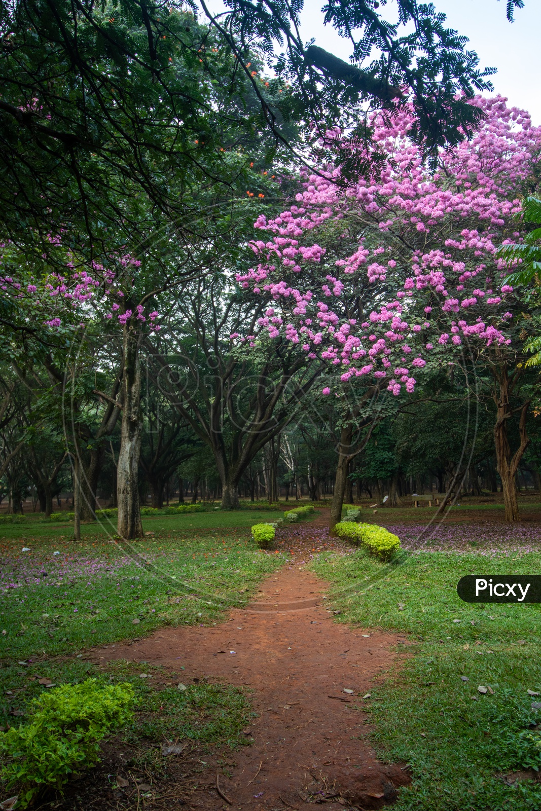 A Naturally Formed Foot Pathways In Cubbon park