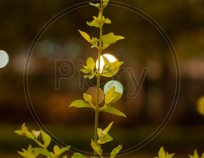 A Plant In Cubbon park With Bokeh effect in background