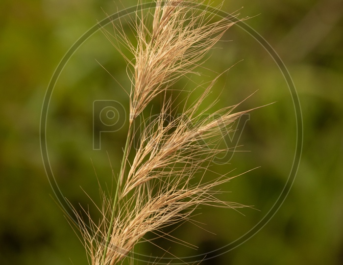 Golden Brown Grass Closeup Shot Forming a Background