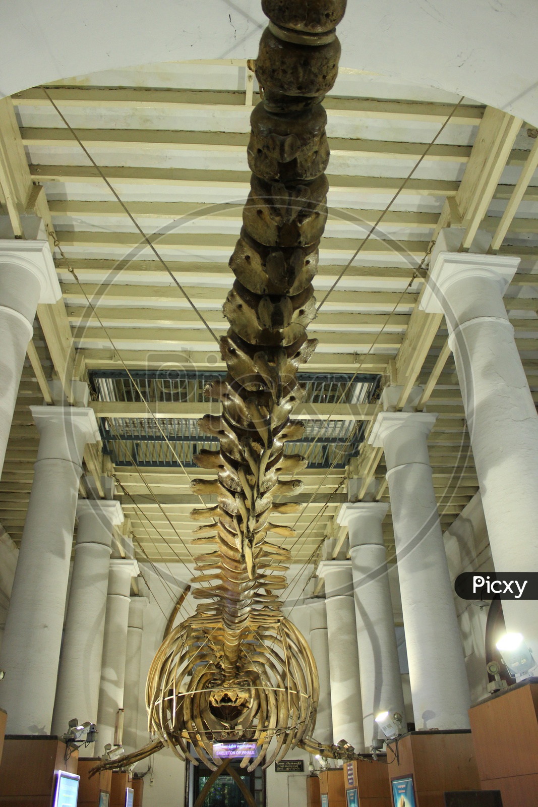Dinosaur Skeleton / Tyrnnousaurus Rex in Government Museum Chennai