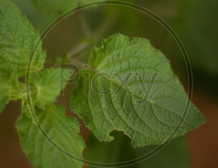 A Forest Plant Leaf Closeup Shot