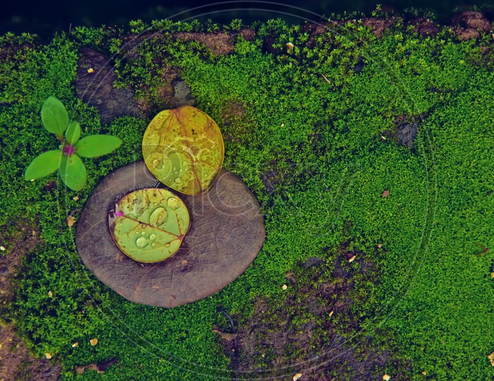 Lotus Leaves with water droplets in Grass.