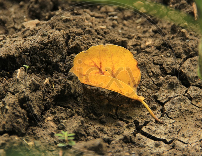Dead Leaf on Hard ground / Dead leaf in nature