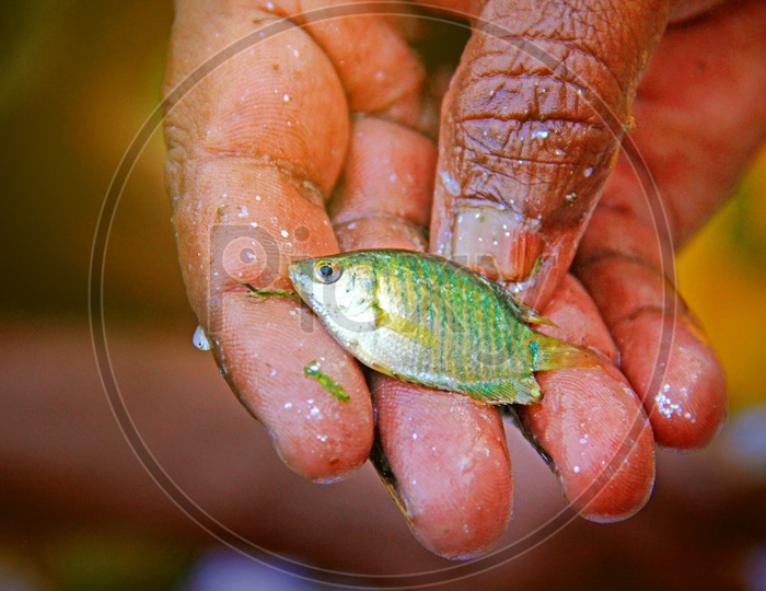 A tiny fish caught by hand.