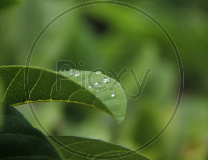 Water Drops on Leafs/ Water droplets