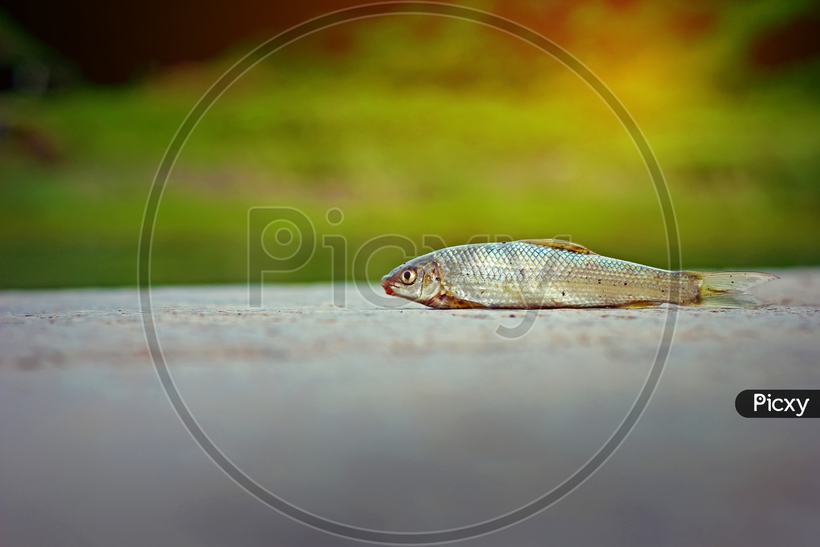 A  fish on land with green background