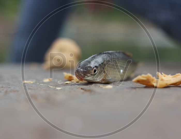 A  fish on land