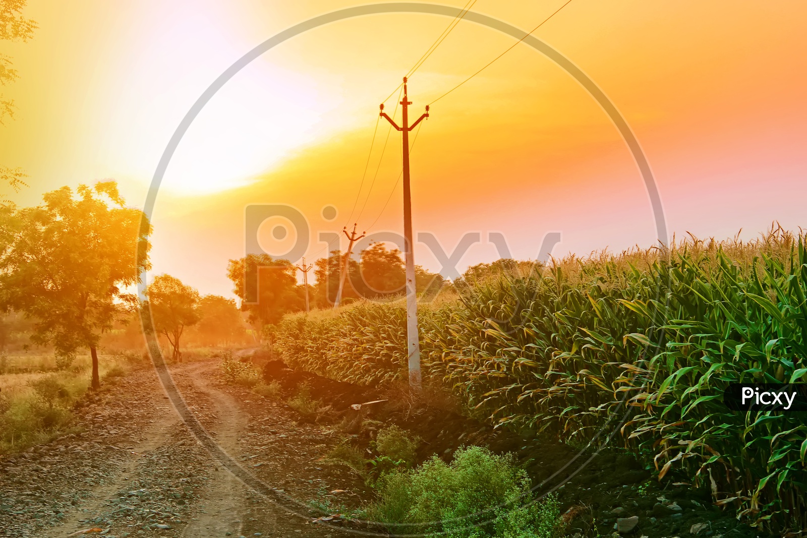 A Beautiful Sunset over a maize Crop Field With a Pathway leading to fields