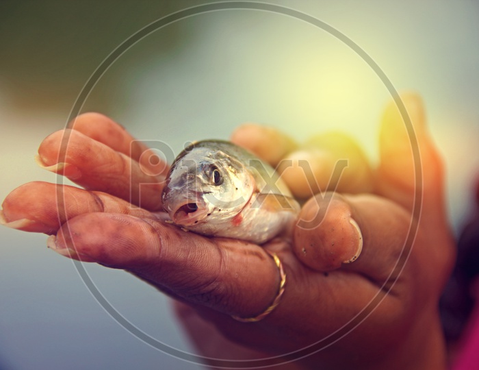 Holding a fish in hand