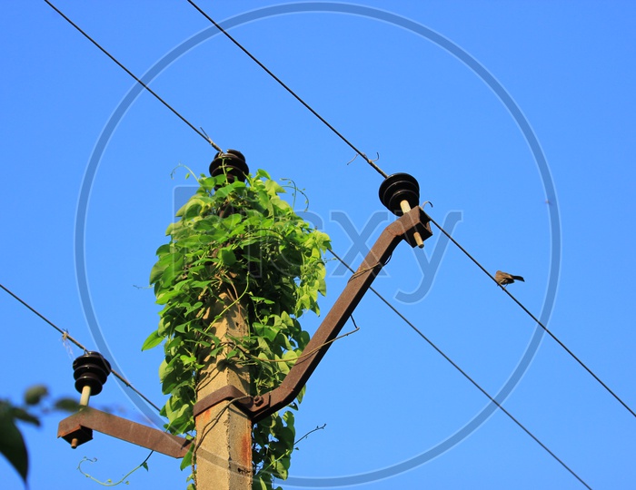 Electric pole filled with creepers with  a bird on electric wire.