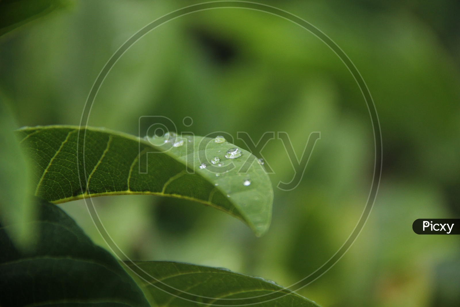 Water Drops on Leafs/ Water droplets