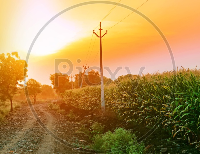 A Beautiful Sunset over a maize Crop Field With a Pathway leading to fields