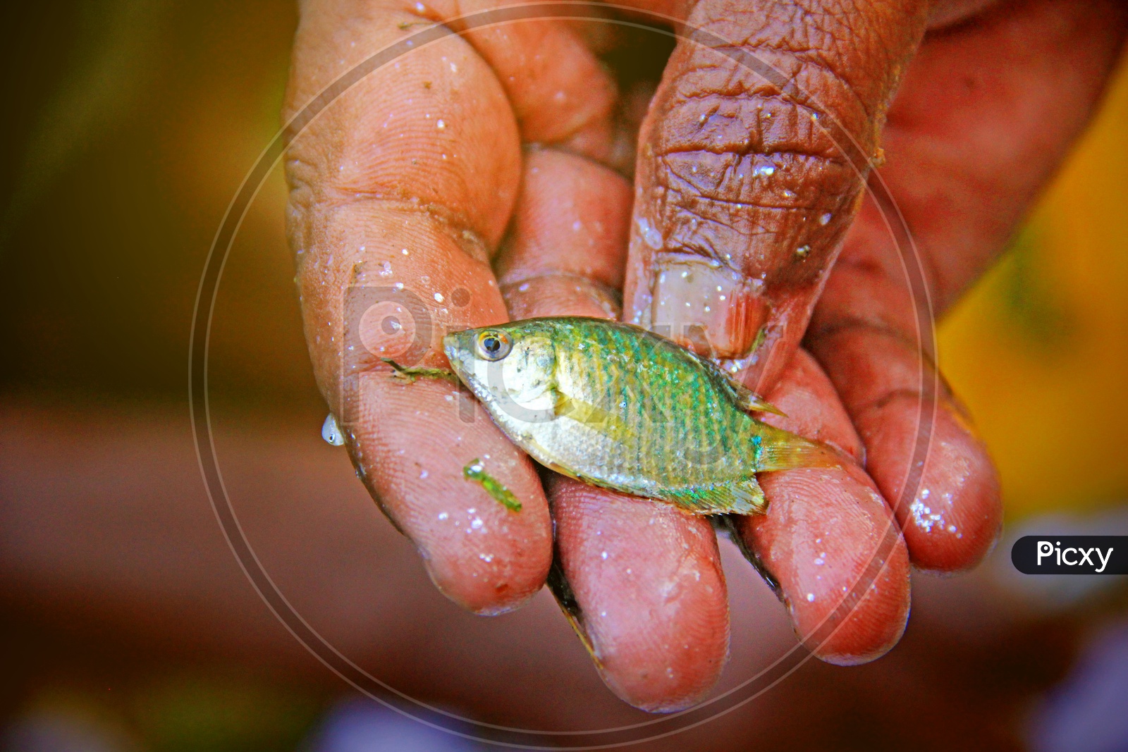 Image of A tiny fish caught by hand.-ZK698155-Picxy