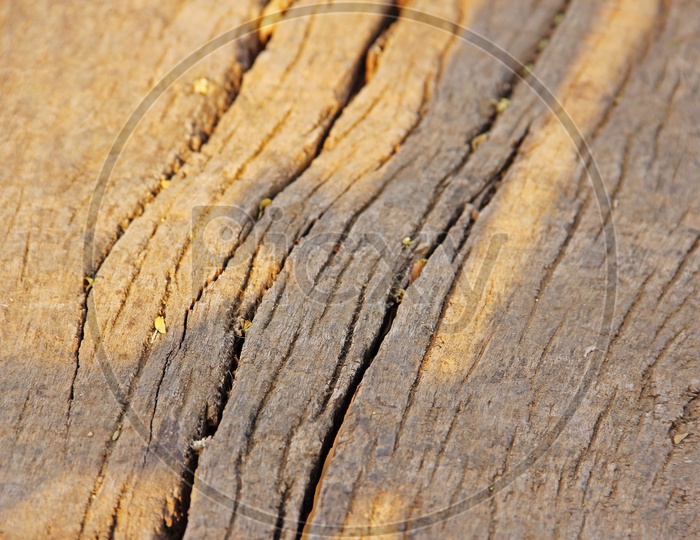 Tree bark as a background