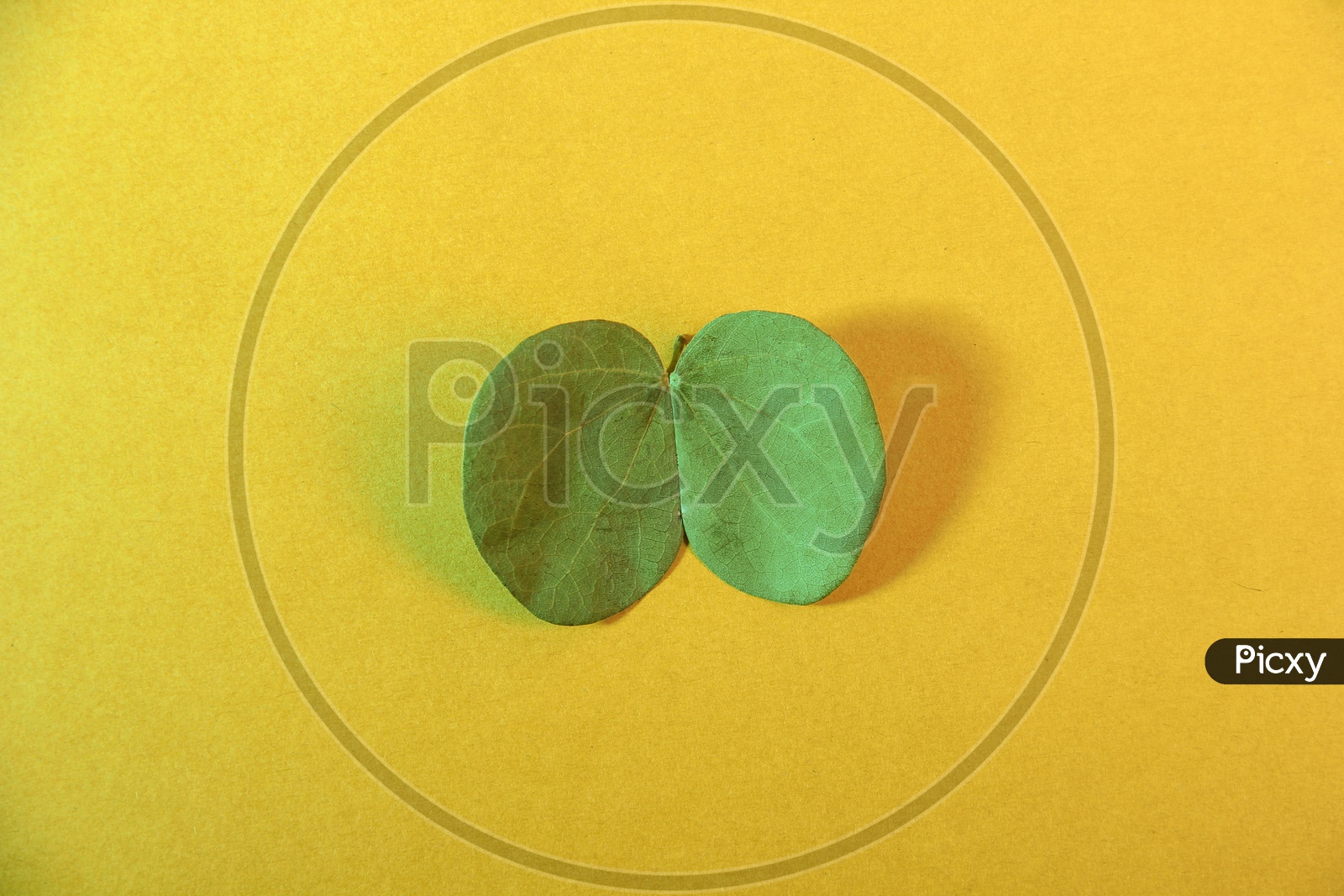 Happy Dussehra Greeting Card and Green Leaf