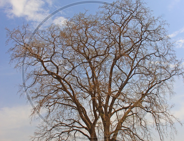 A Dried Tree.