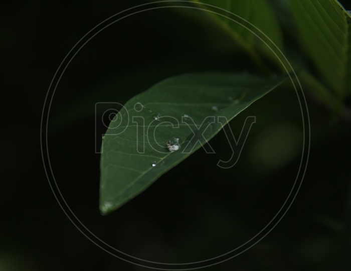 A rose leaf with a water droplet.