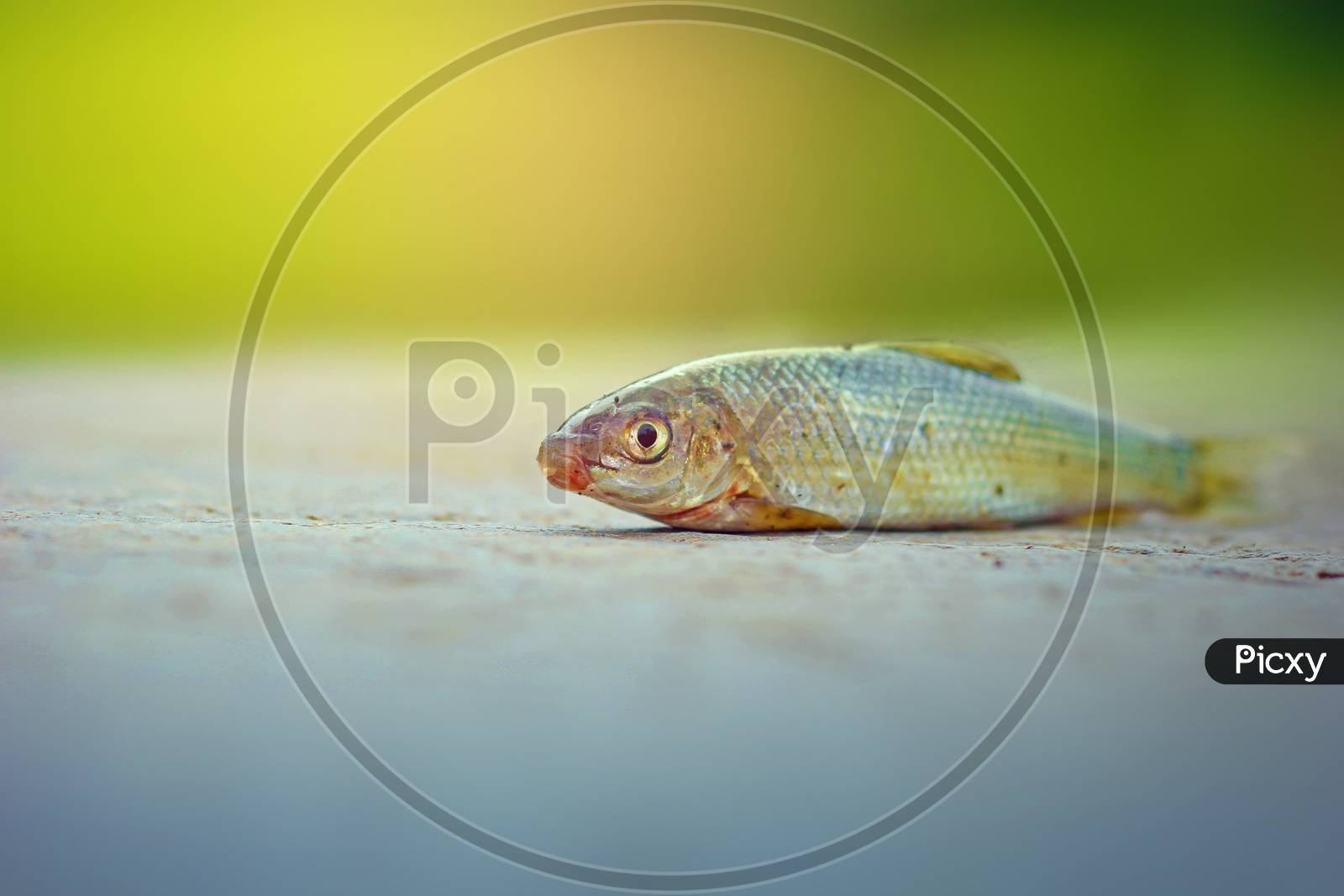 A  fish on land with green background