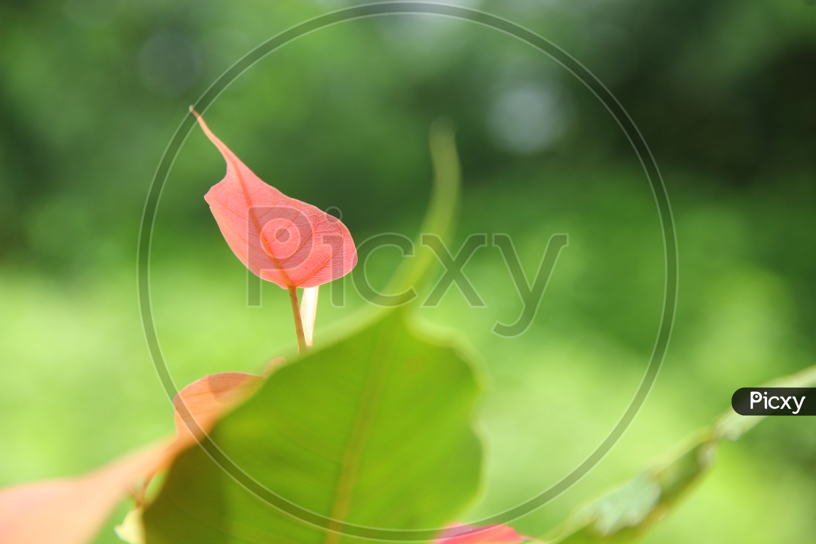 Peepal tree leaf with green background, Ravi chettu aaku