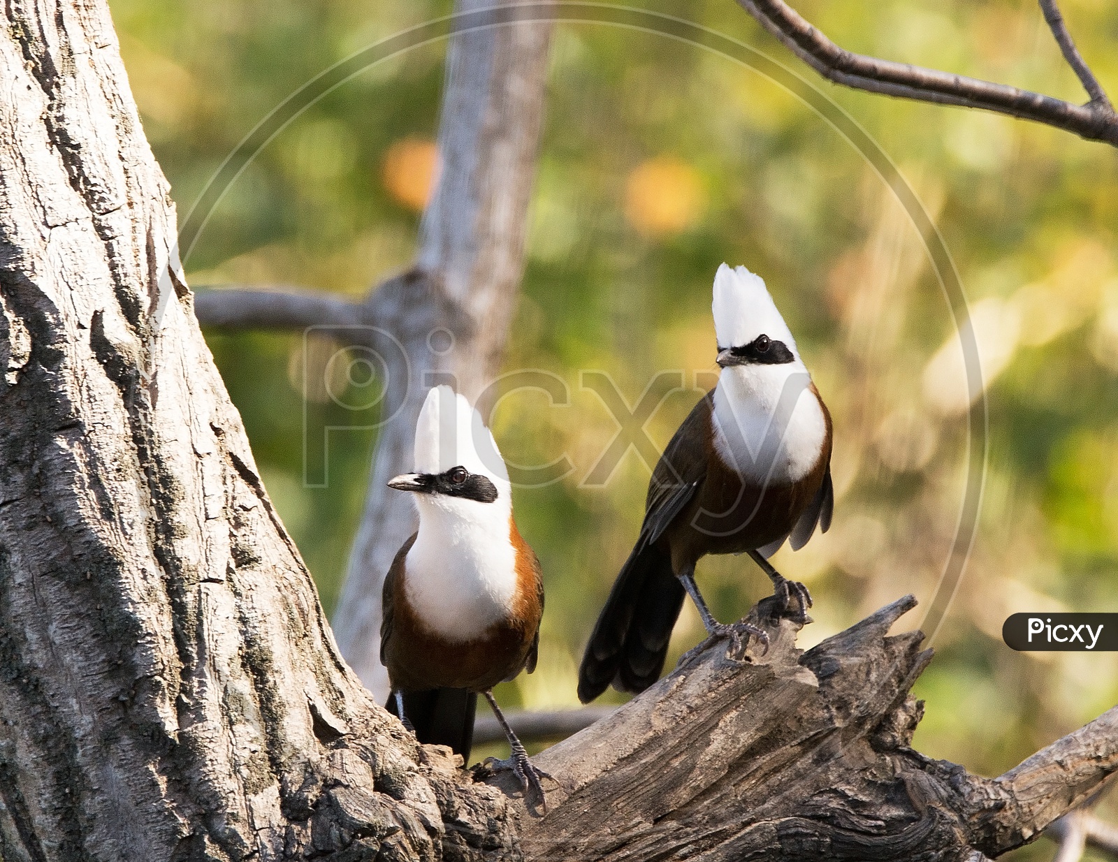 White crested laughing thrush