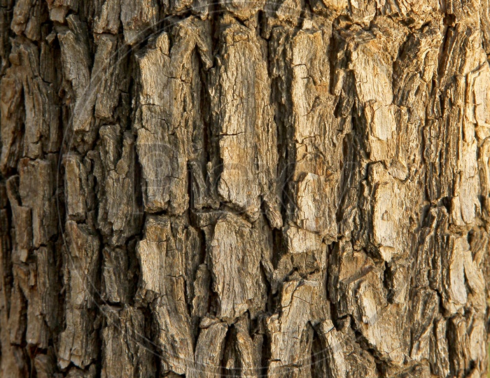 A tree trunk details.