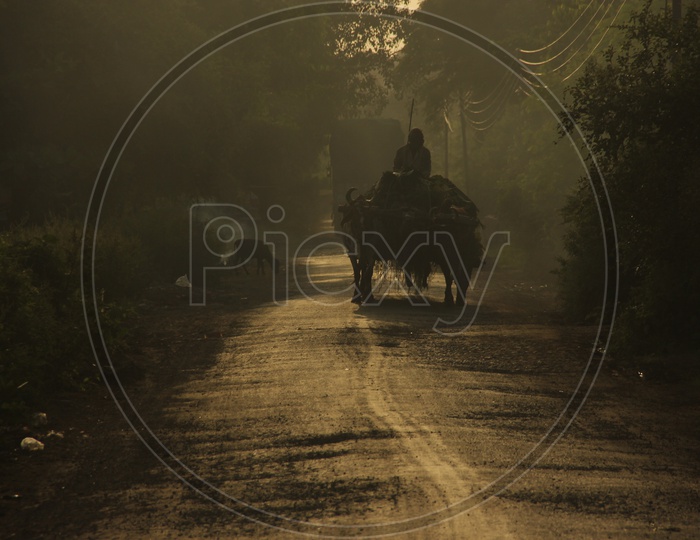 Farmer riding Bullock cart early in the morning